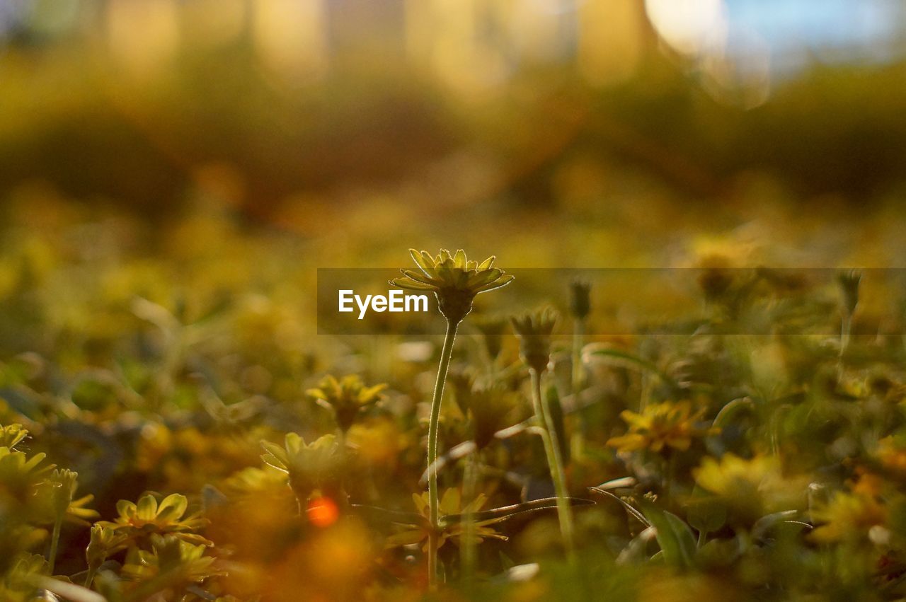 Close-up of yellow flowering plant on field