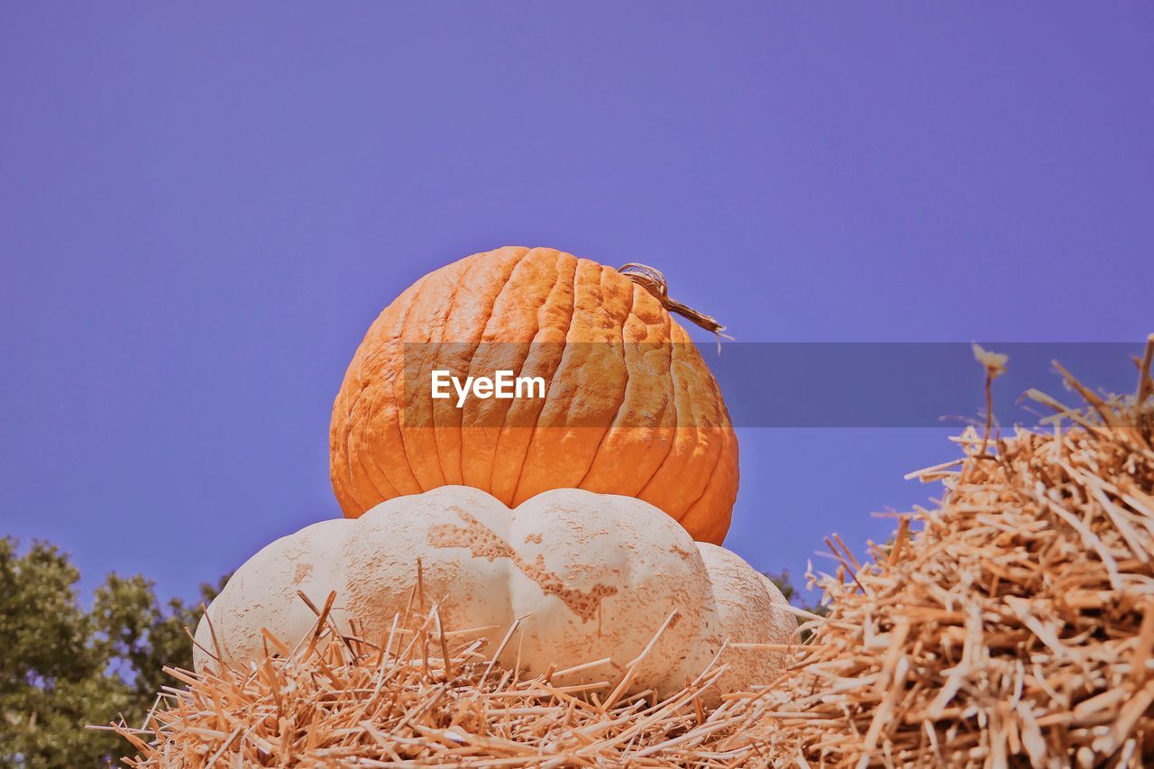 Close-up of pumpkin against clear sky