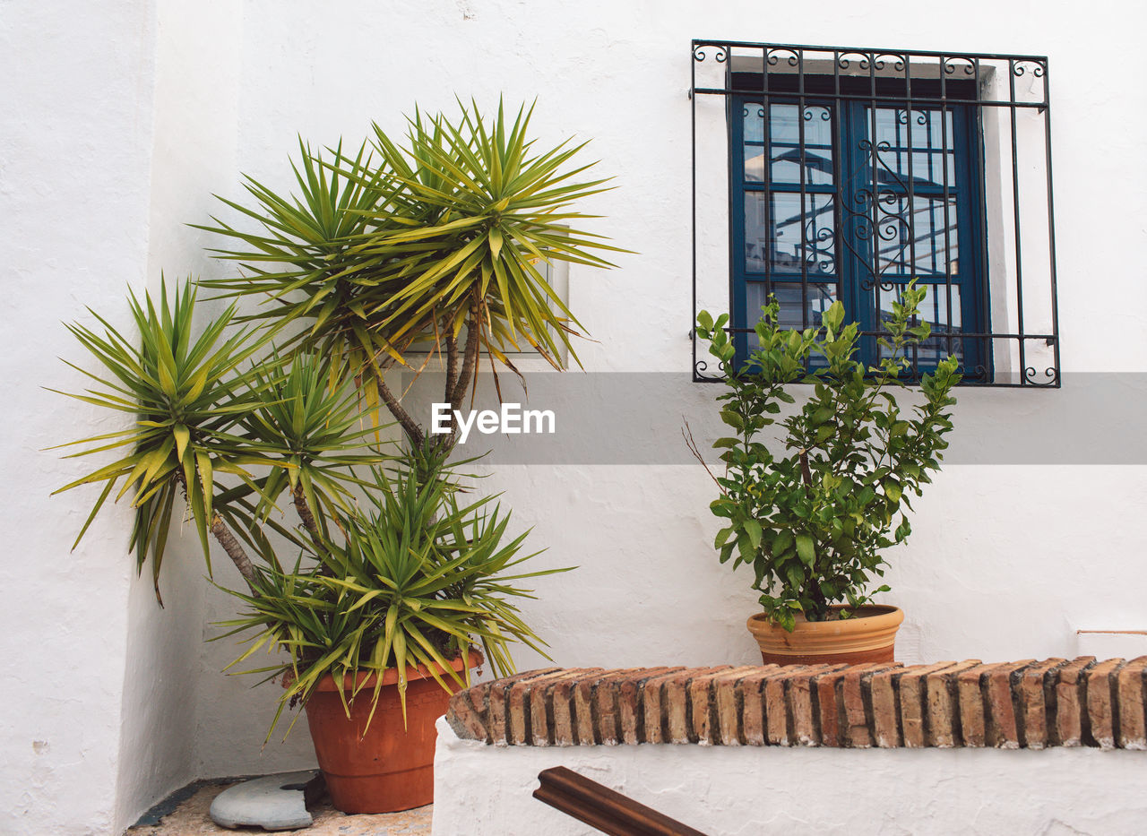 Potted plants on wall of building