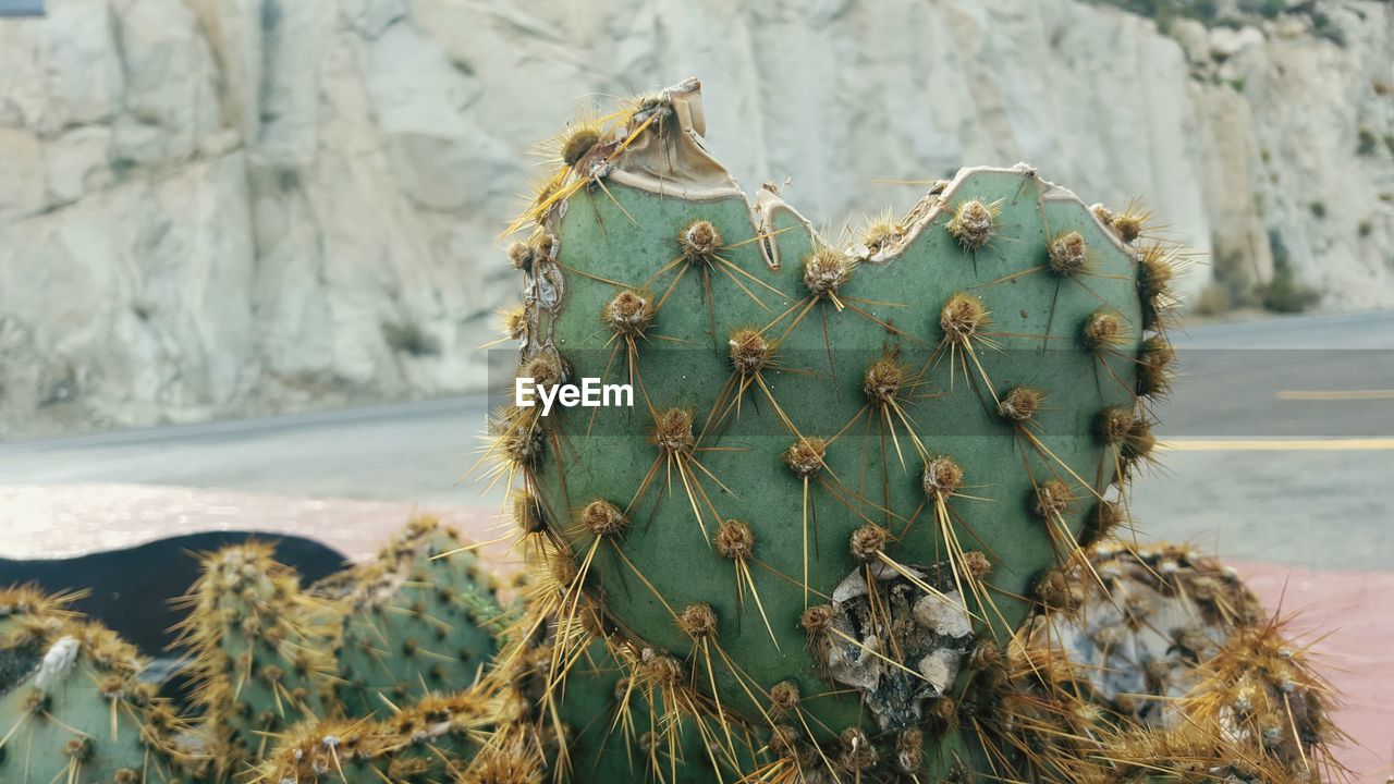 Close-up of cactus