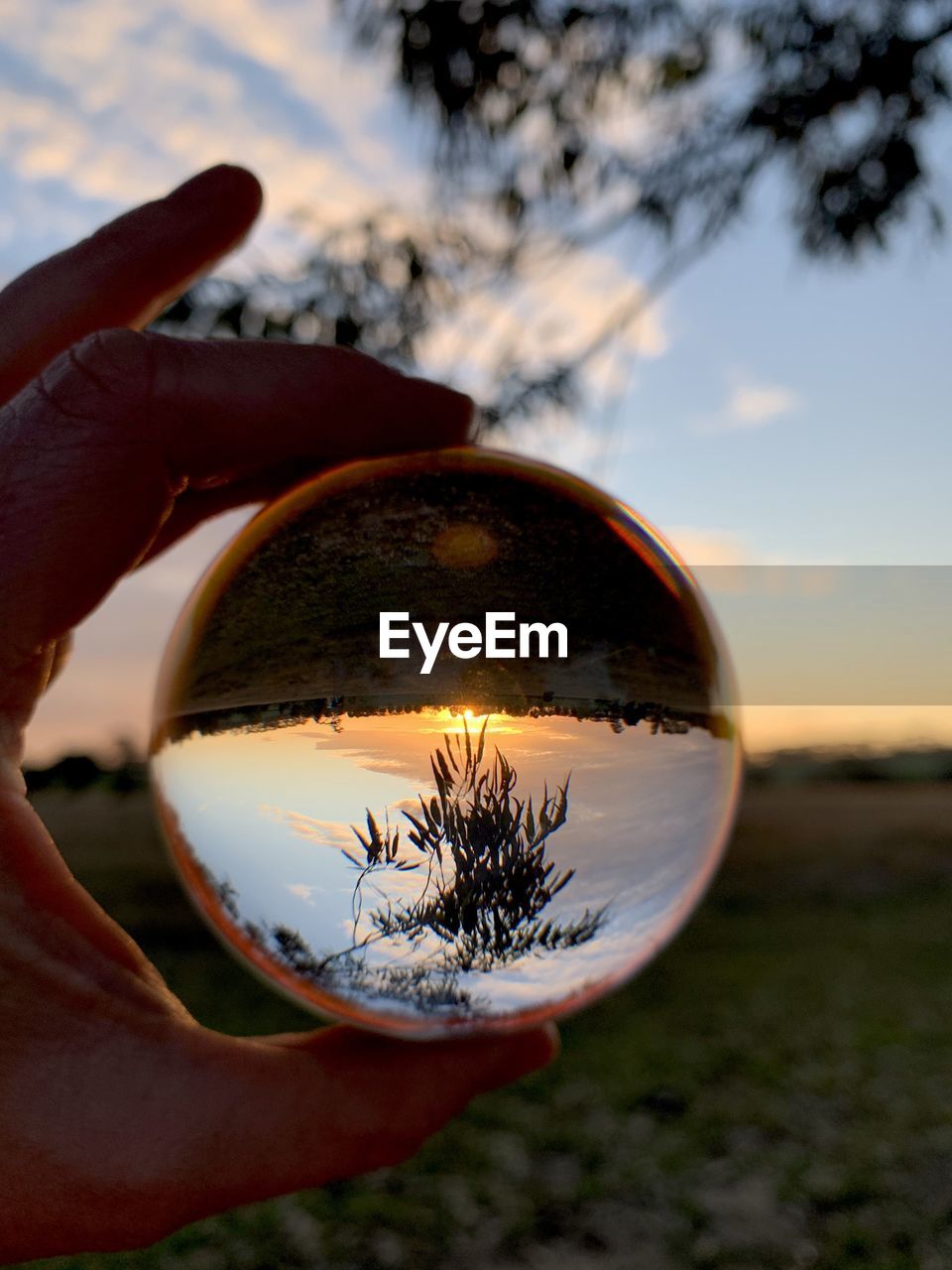 Close-up of hand holding sphere with a tree against sky during sunset