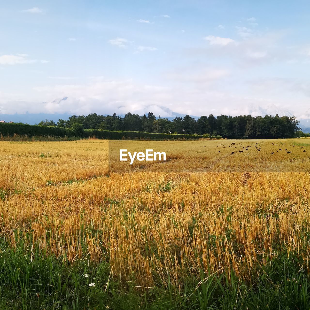 SCENIC VIEW OF FARM FIELD AGAINST SKY