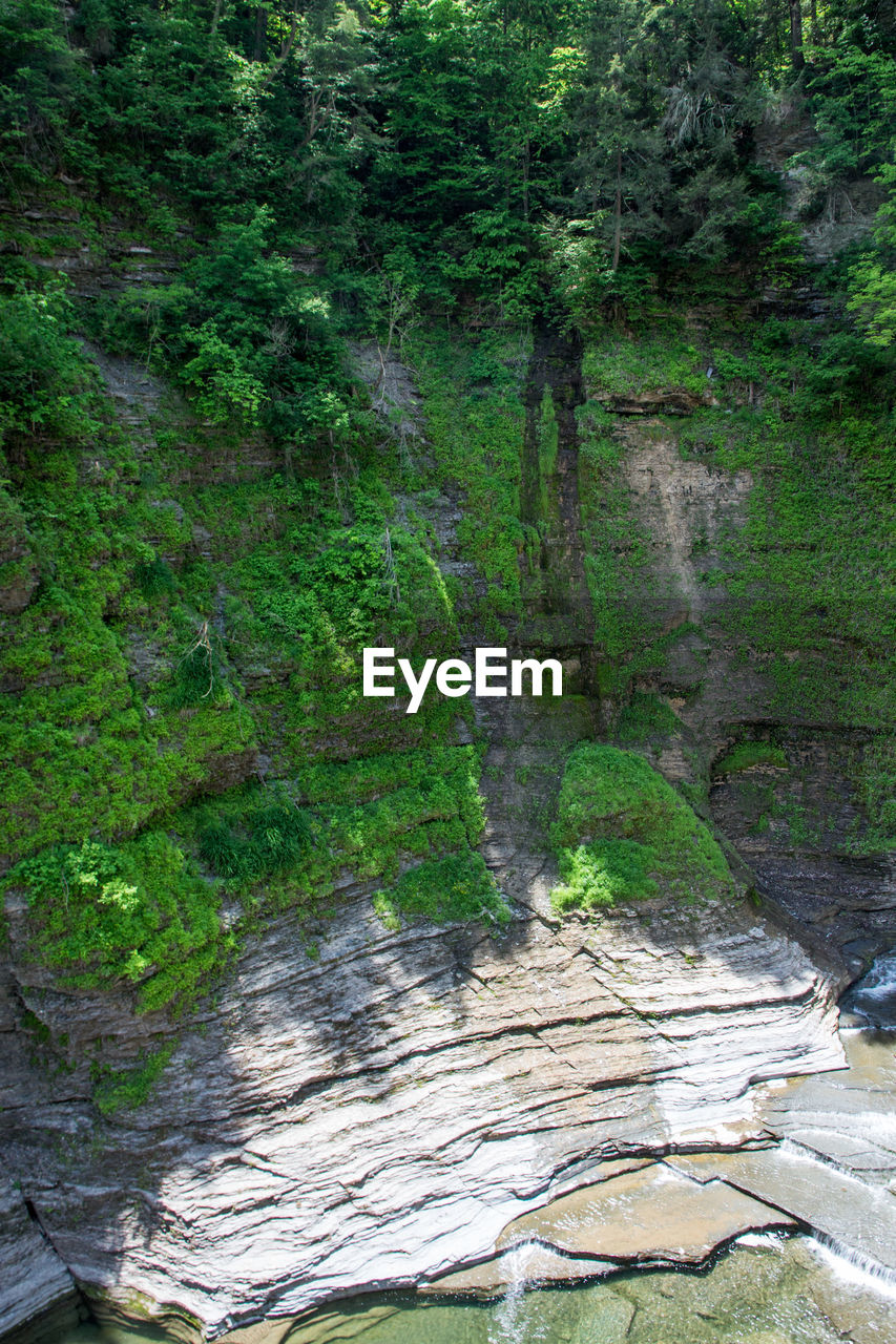 Scenic view of waterfall in forest