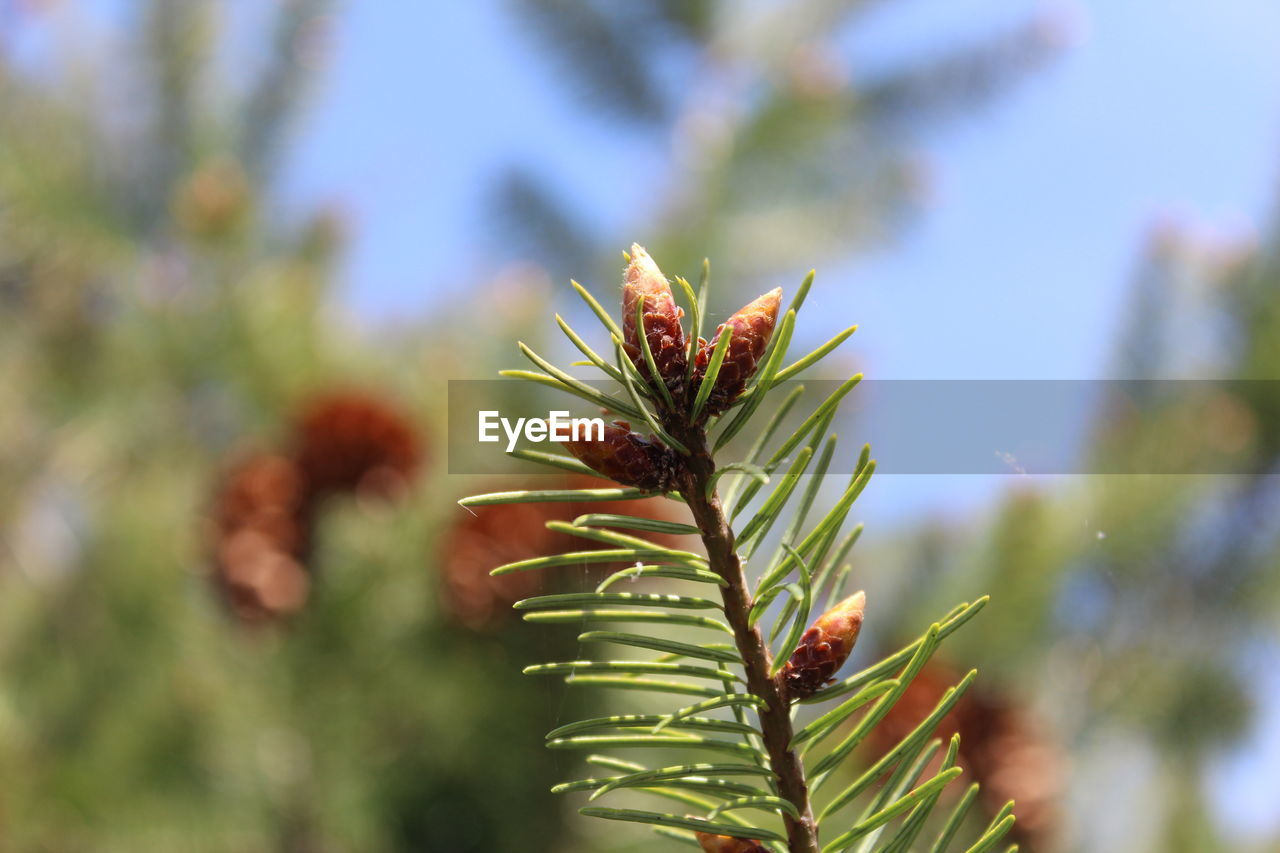 Close-up of fresh green plant against sky