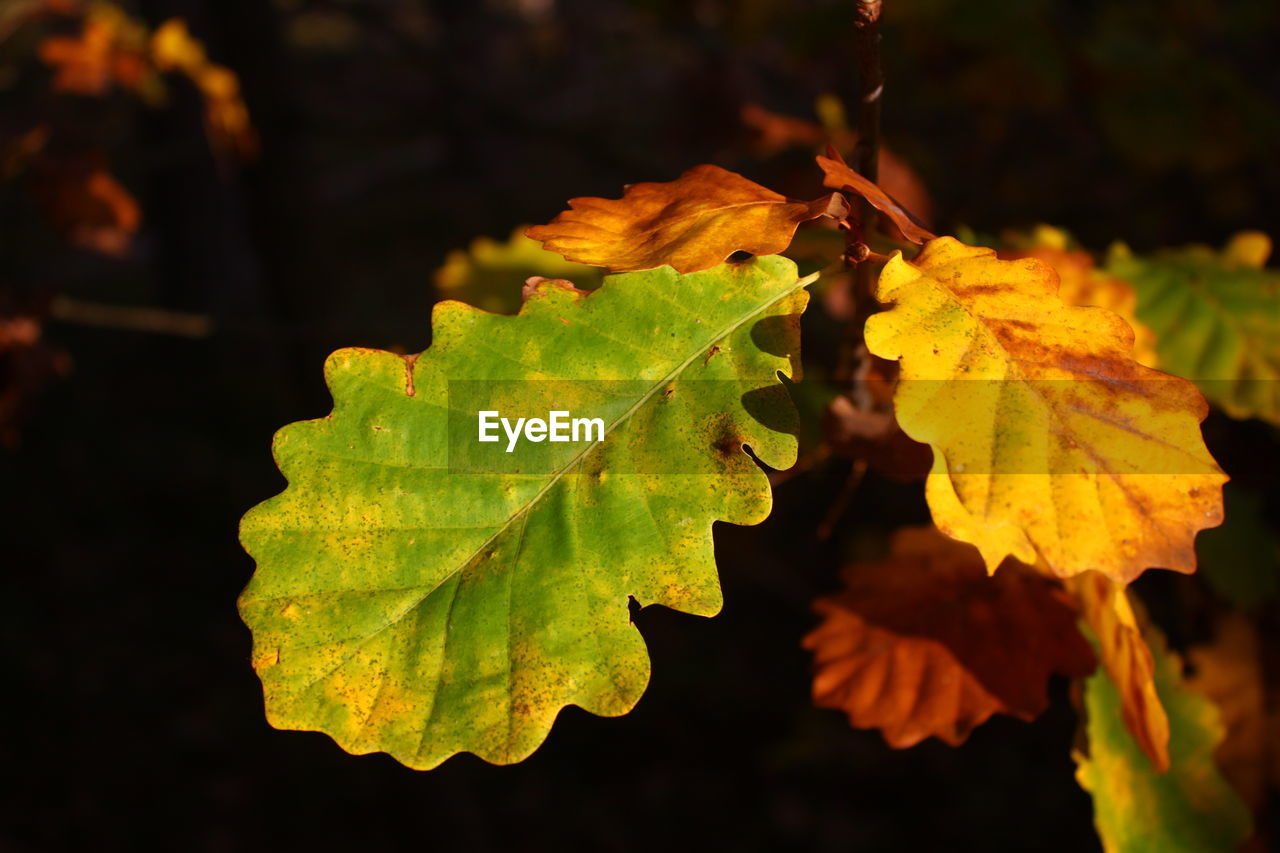 Close-up of autumnal leaves