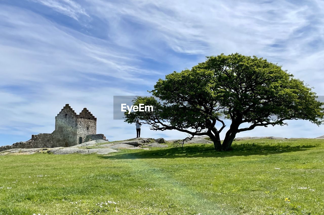 trees on field