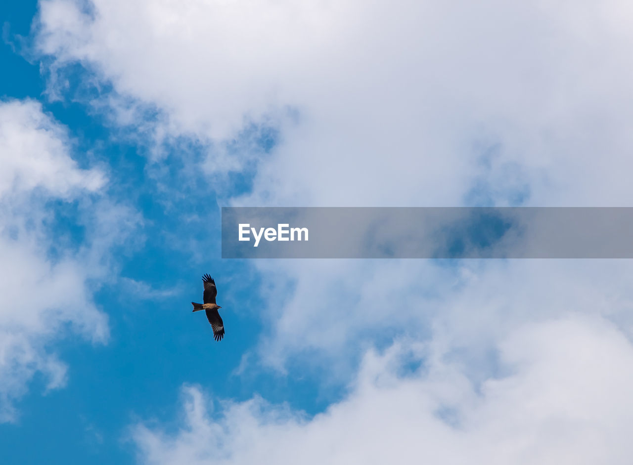 LOW ANGLE VIEW OF A BIRD FLYING