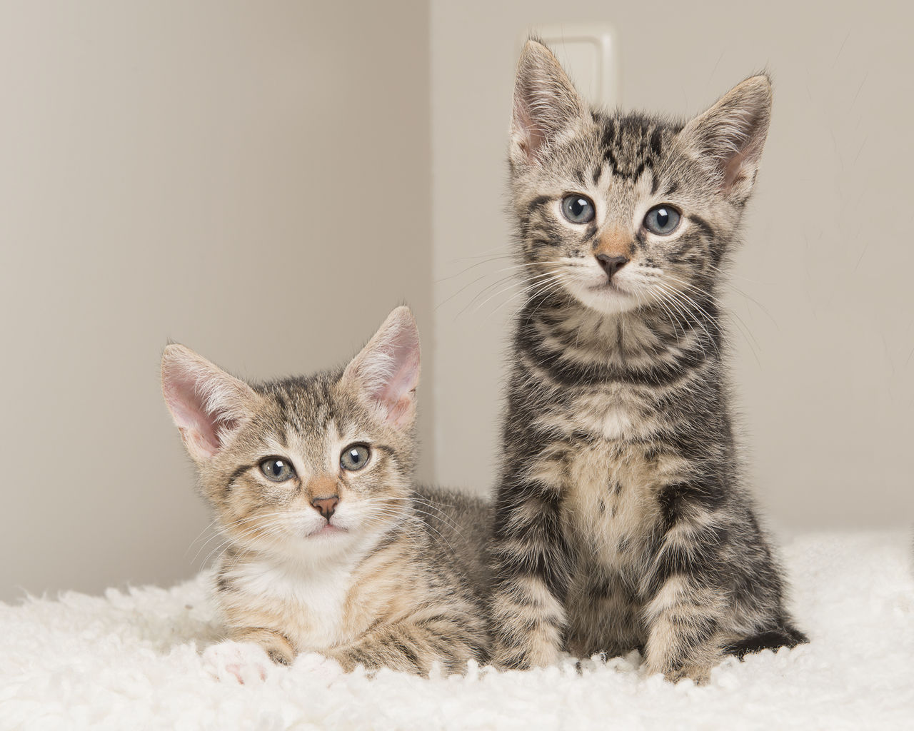 Two cute tabby baby cats in a living room sitting next to each other