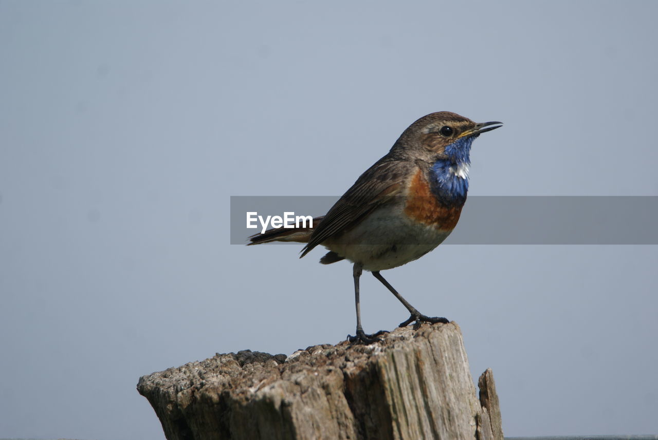 CLOSE-UP OF SPARROW PERCHING ON WOODEN POST