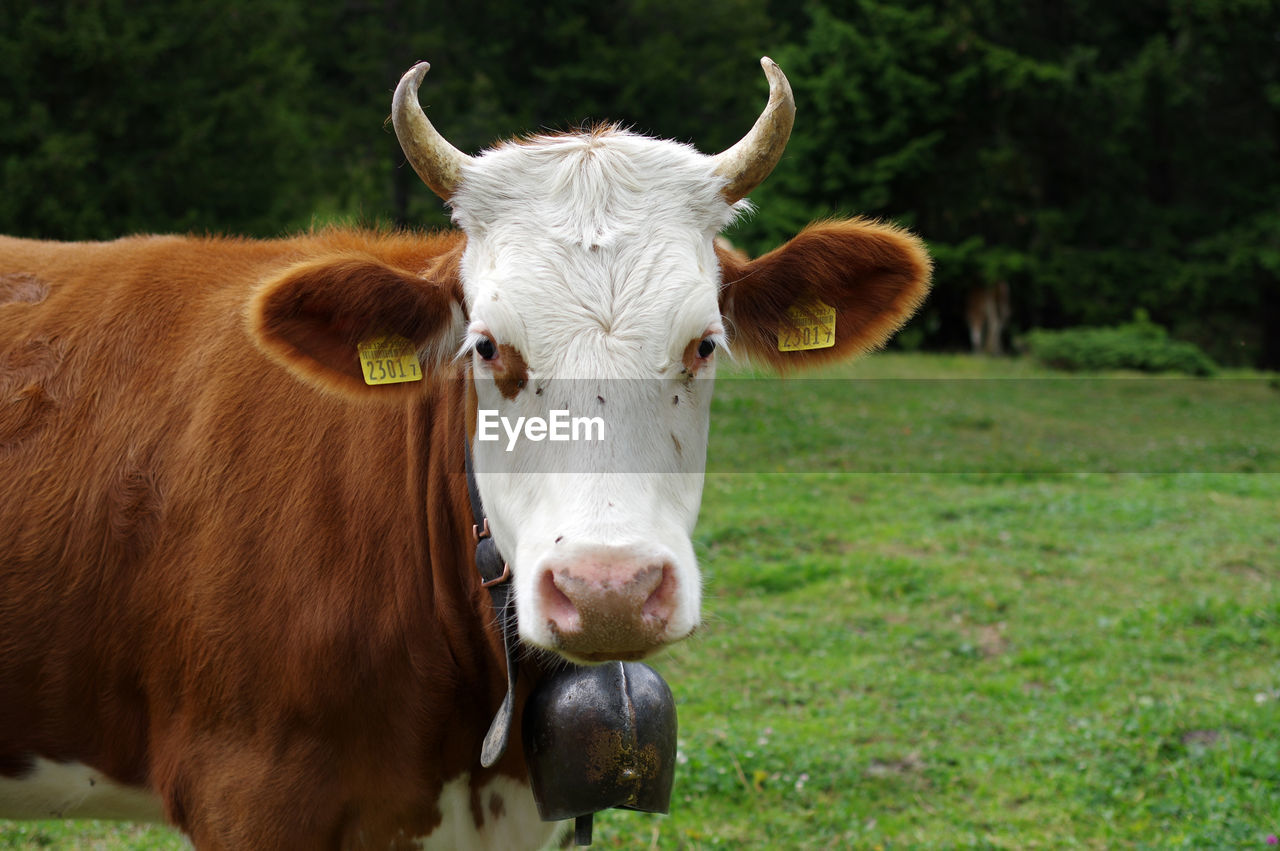 Portrait of cow on field