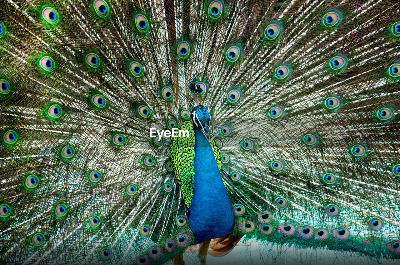 Close-up of peacock