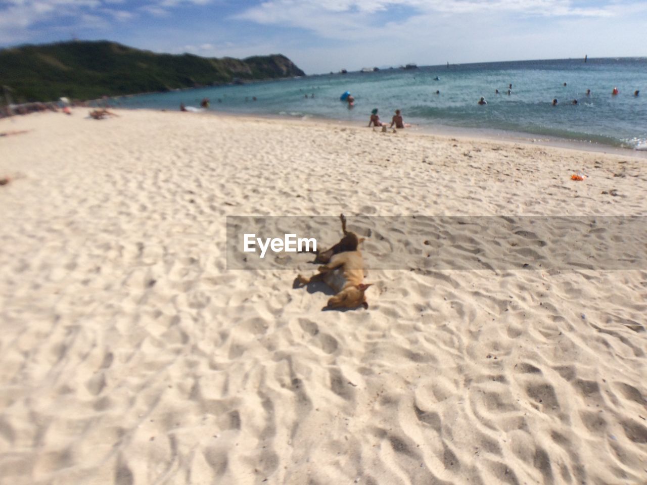 DOGS ON BEACH