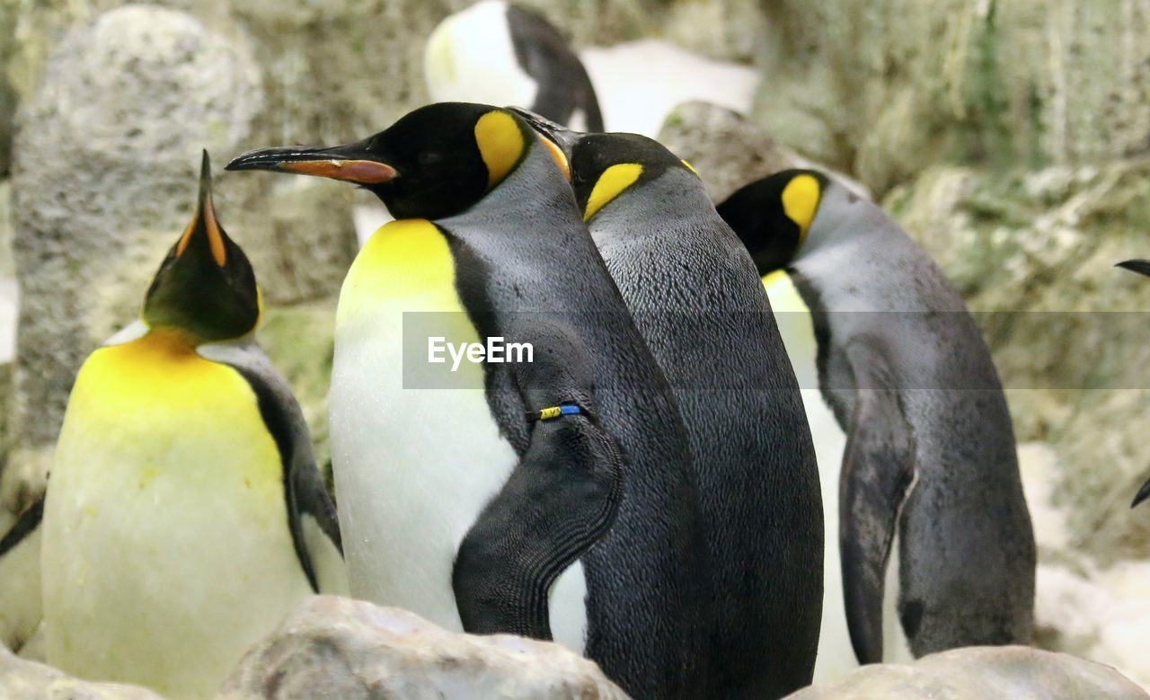 Emperor penguins on rock formation