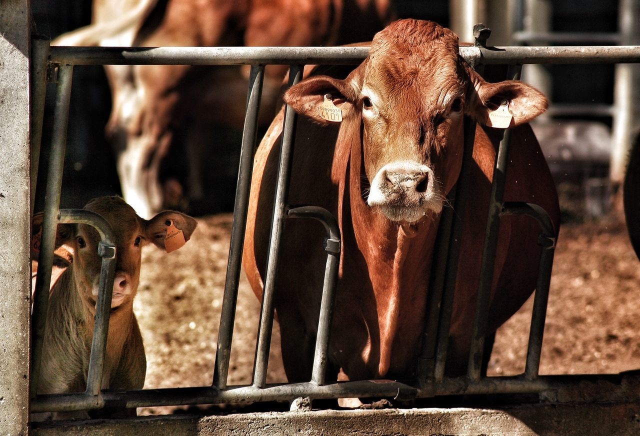 Portrait of cow and calf standing by metallic fence at farm