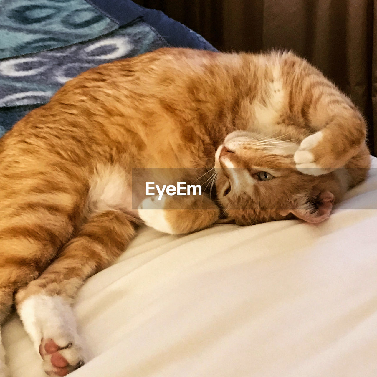 CLOSE-UP OF CAT LYING DOWN ON BLANKET