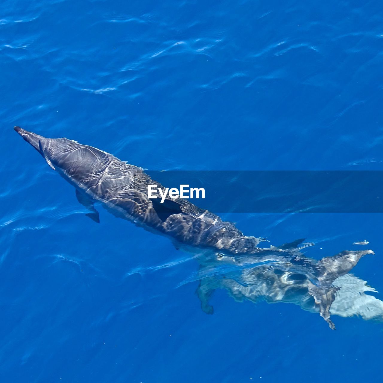 High angle view of dolphins swimming in sea