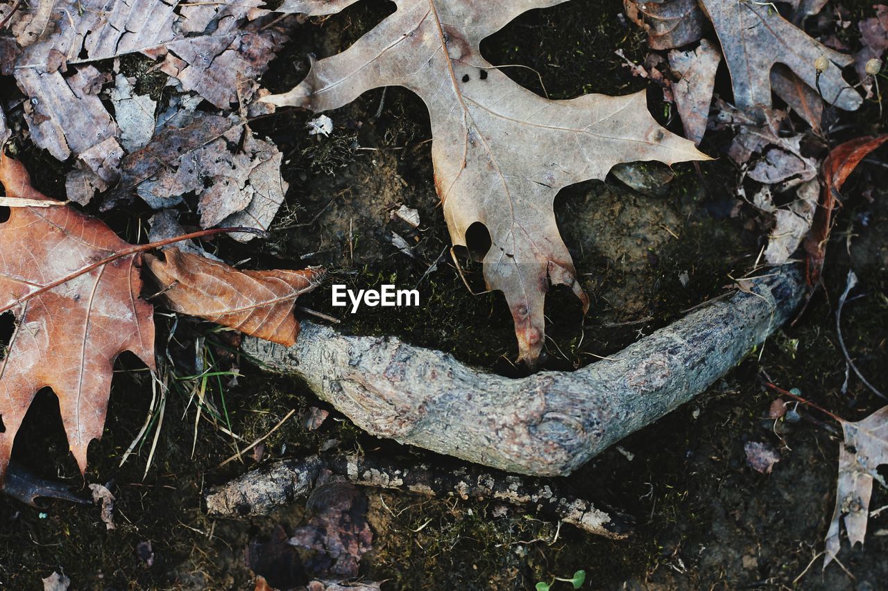 CLOSE-UP OF OLD WOOD