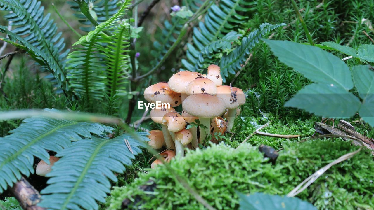 Close-up of mushrooms growing on plant