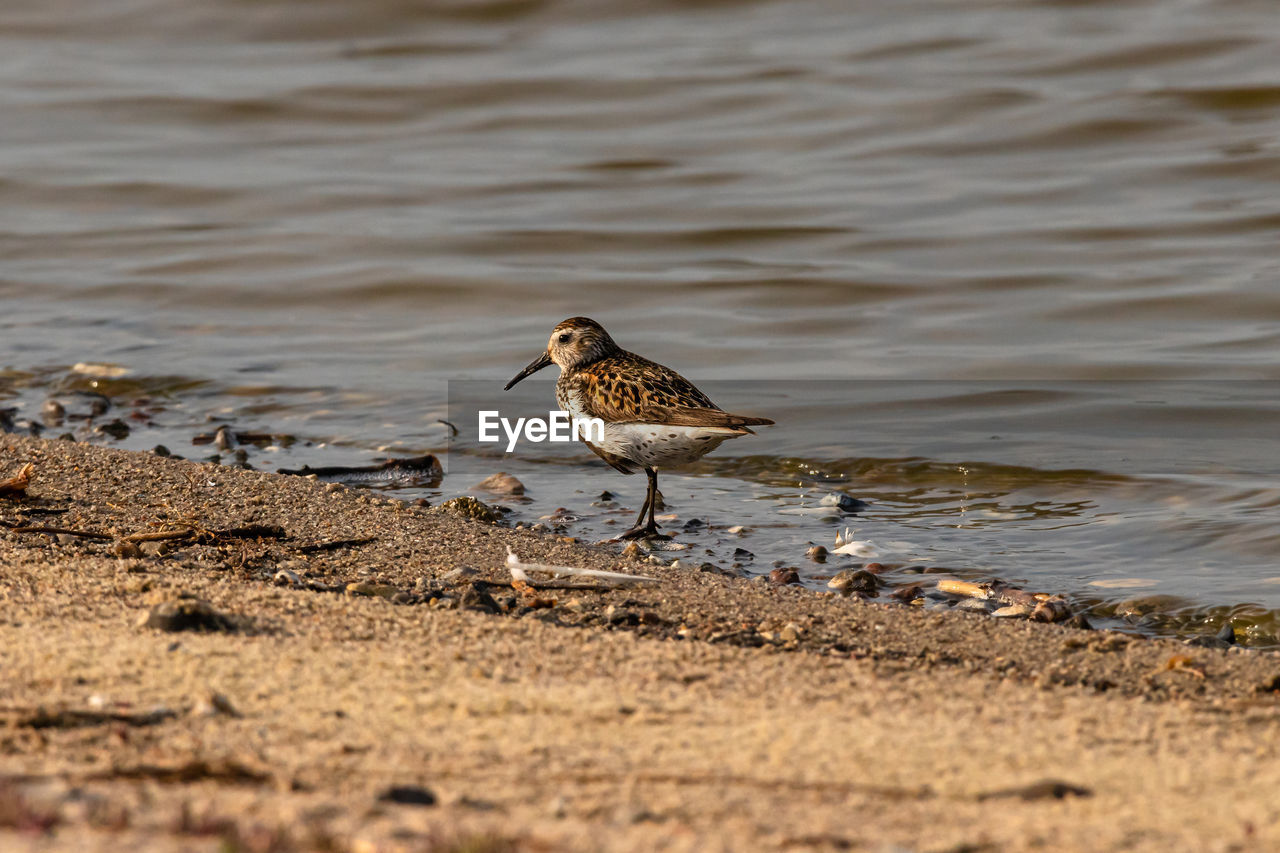 Bird perching on a beach