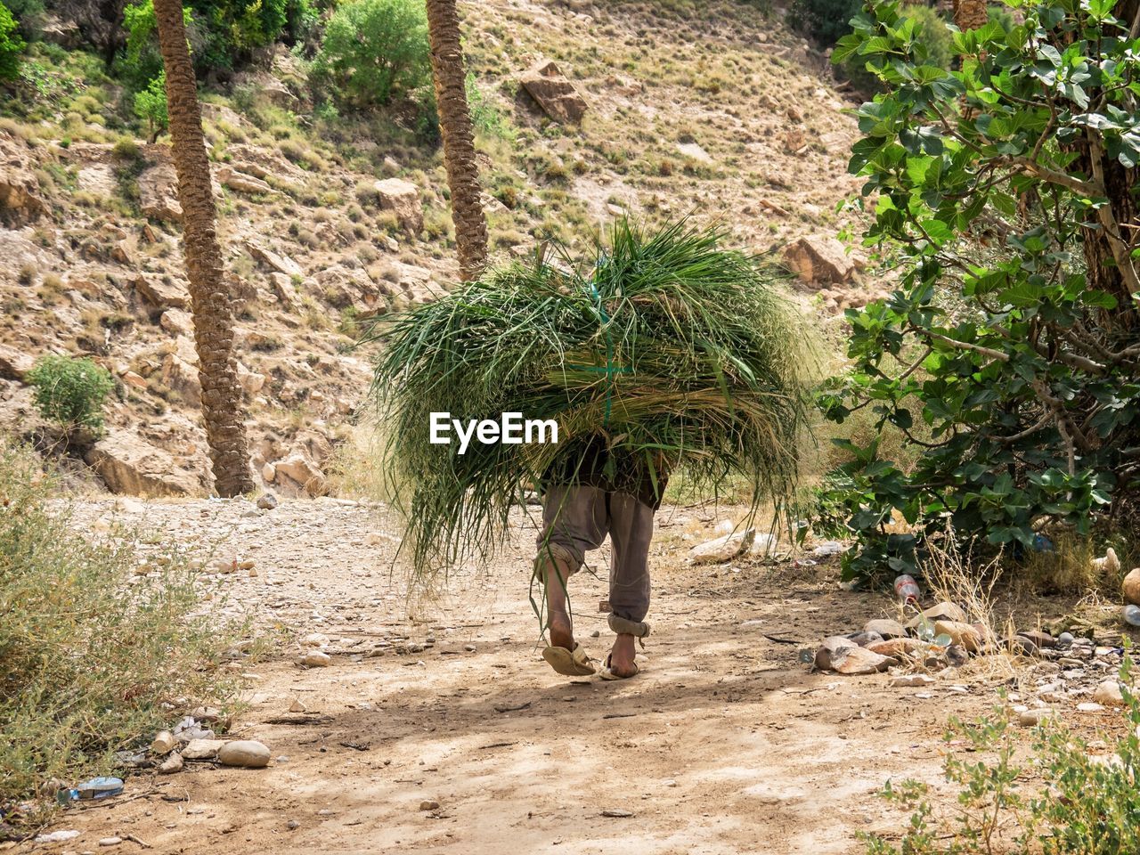 MAN WORKING IN VINEYARD