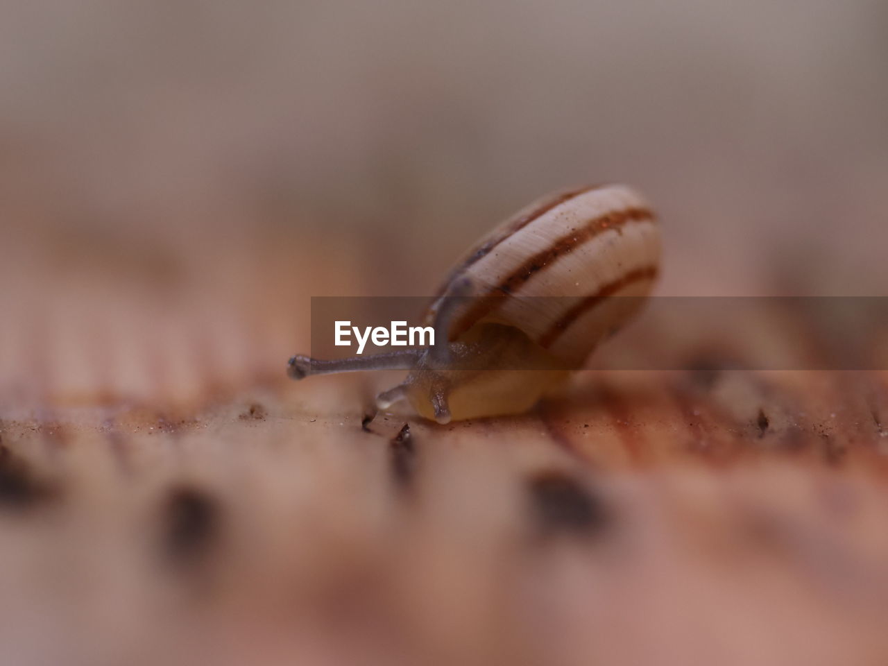 close-up, animal, macro photography, animal wildlife, animal themes, selective focus, snail, one animal, insect, no people, snails and slugs, wildlife, mollusk, gastropod, macro, nature, crawling, animal body part, extreme close-up, outdoors