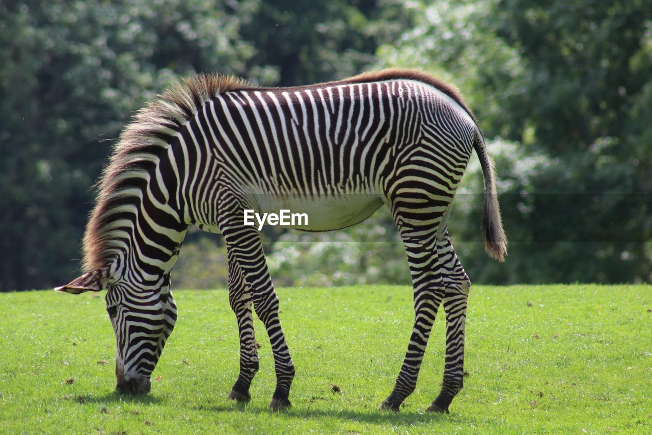 Zebra grazing 