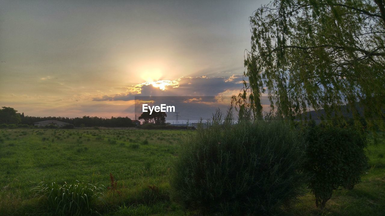 SUN SHINING THROUGH TREES ON GRASSY FIELD