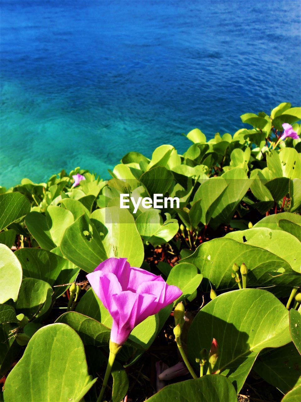 CLOSE-UP OF BLUE FLOWER BLOOMING IN SEA