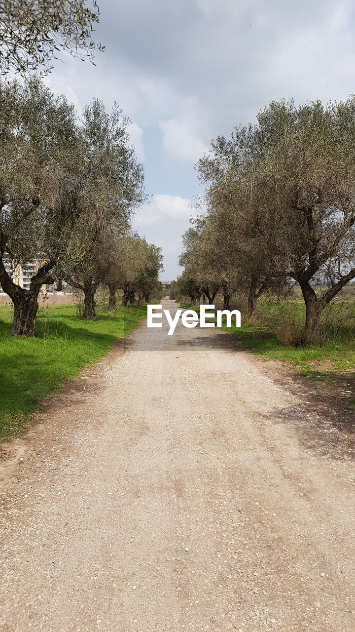 EMPTY ROAD ALONG PLANTS AND TREES