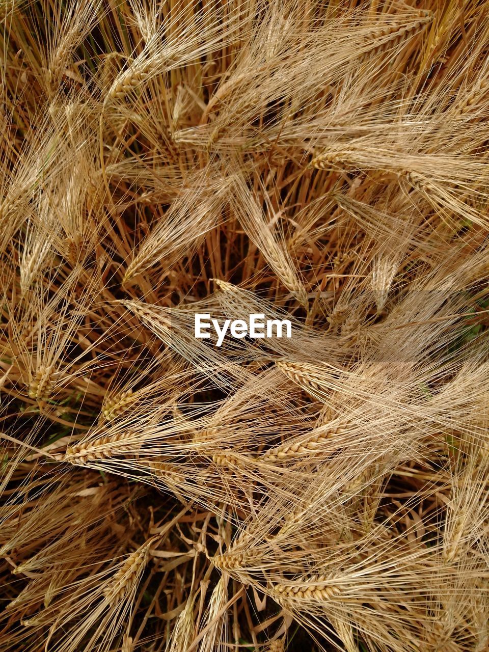 Full frame shot of wheat field