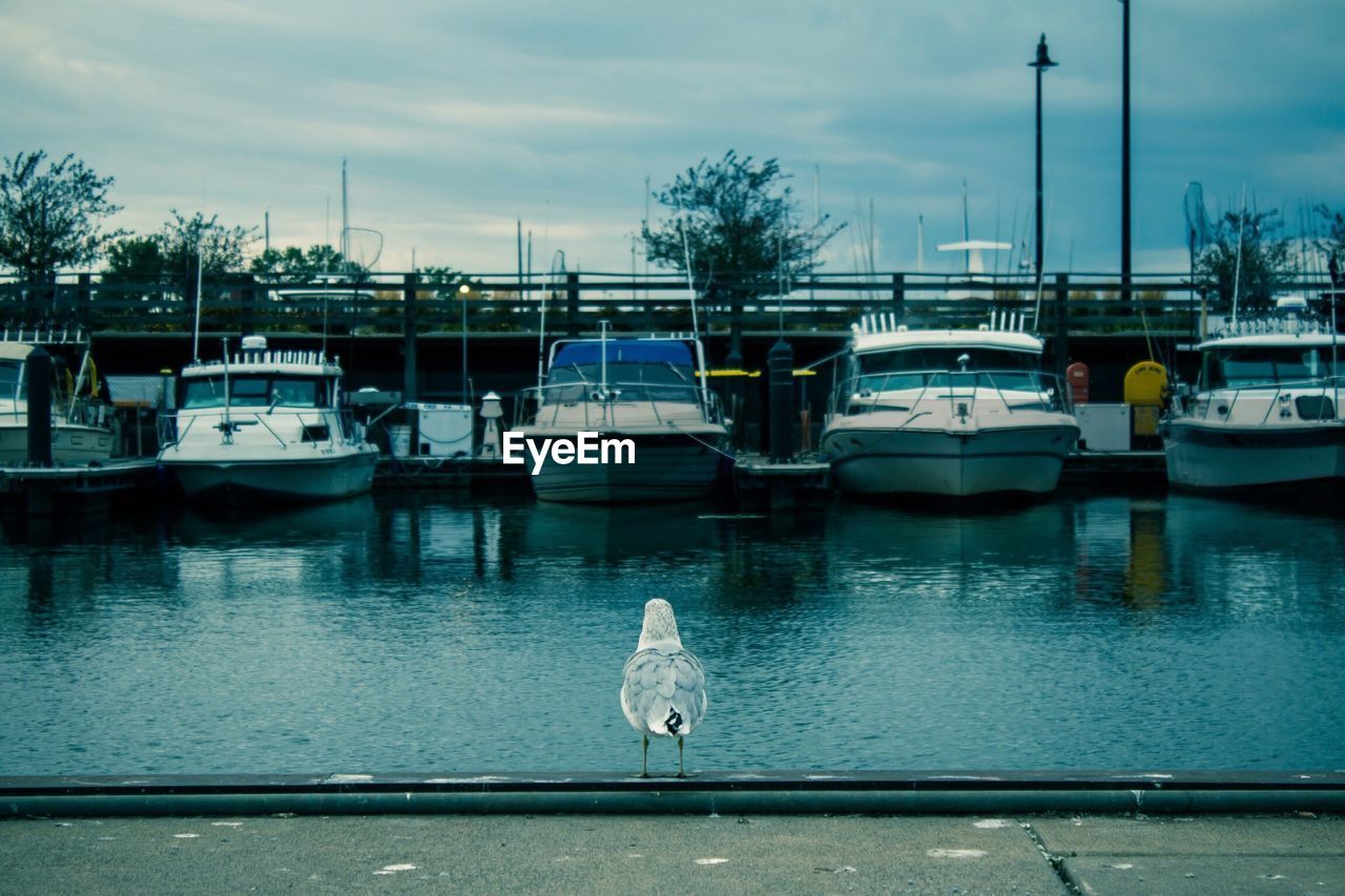 Bird perching at harbor