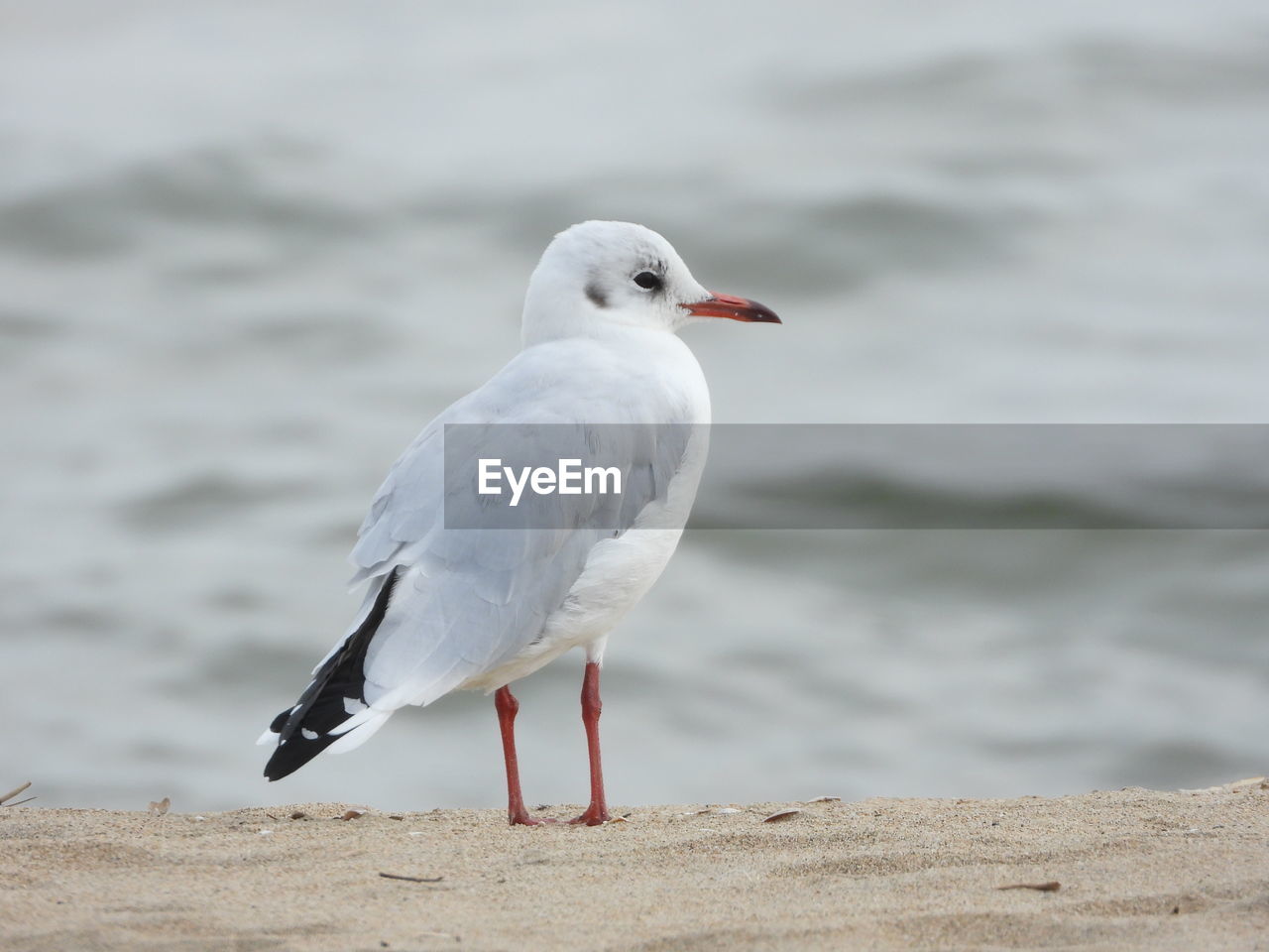 Close-up of seagull perching on beach