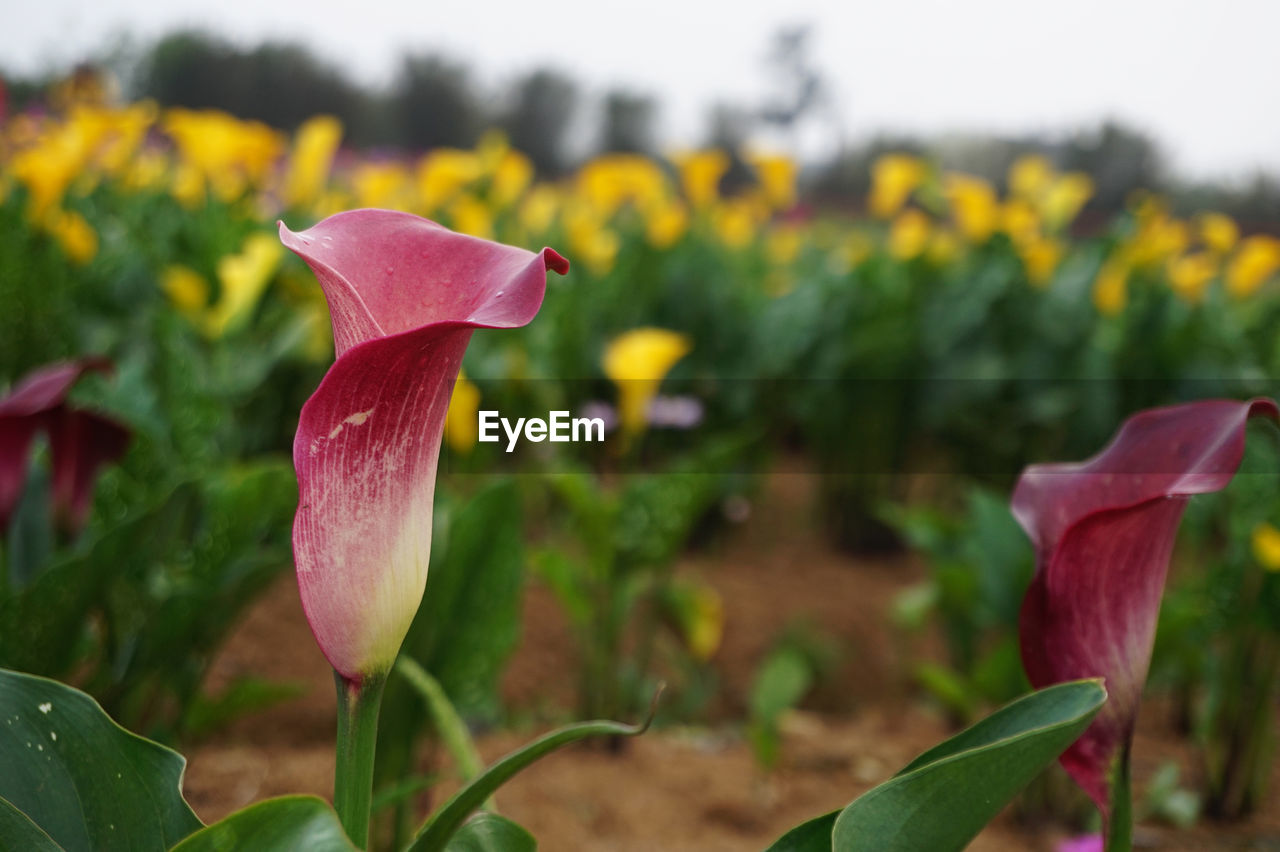 CLOSE-UP OF PINK FLOWER BLOOMING OUTDOORS