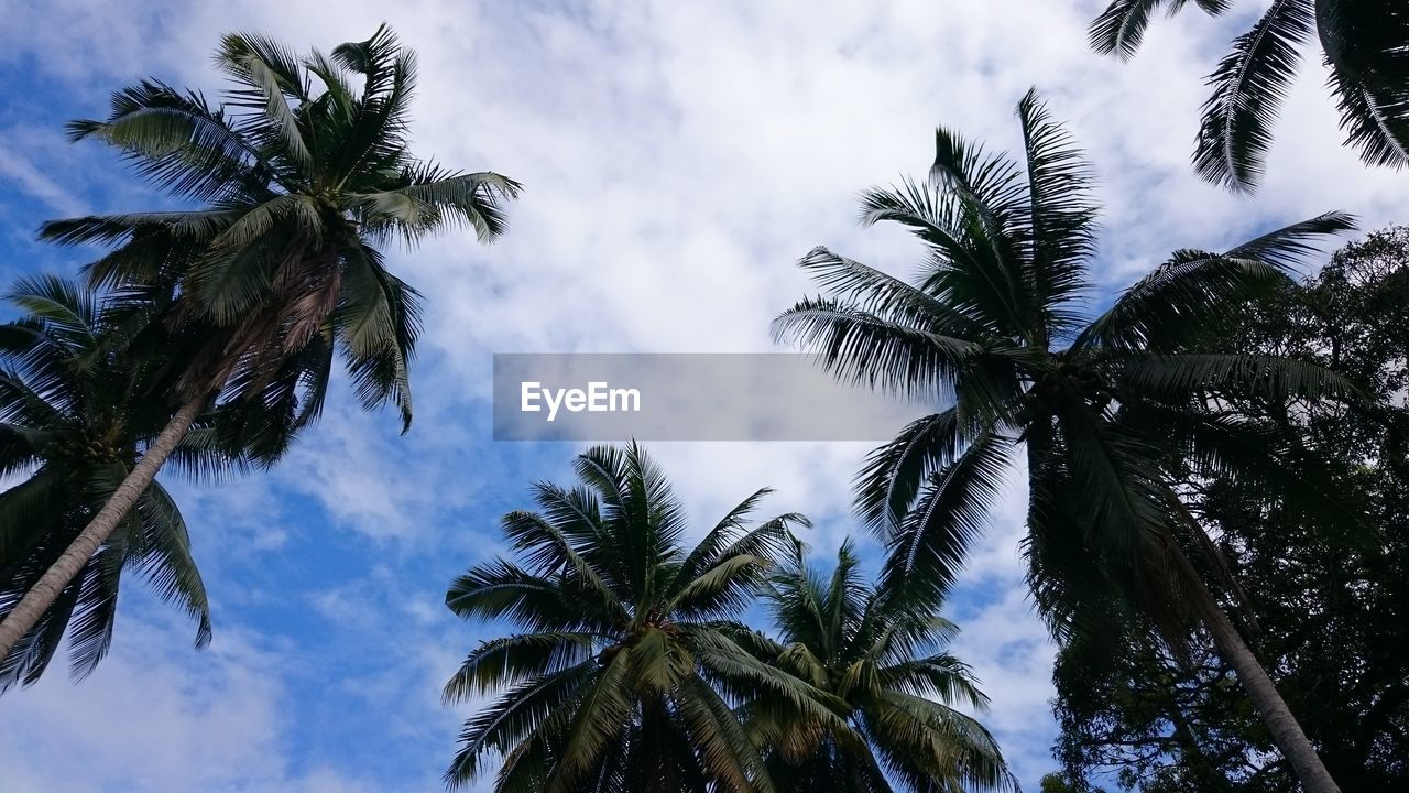 Low angle view of palm trees against cloudy sky