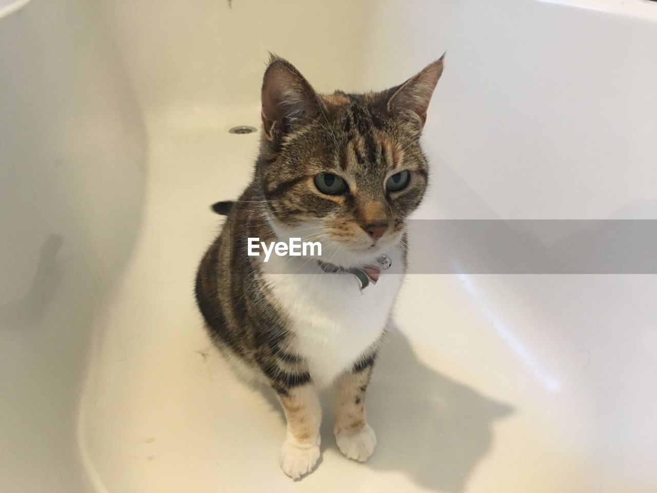 High angle portrait of cat sitting on table