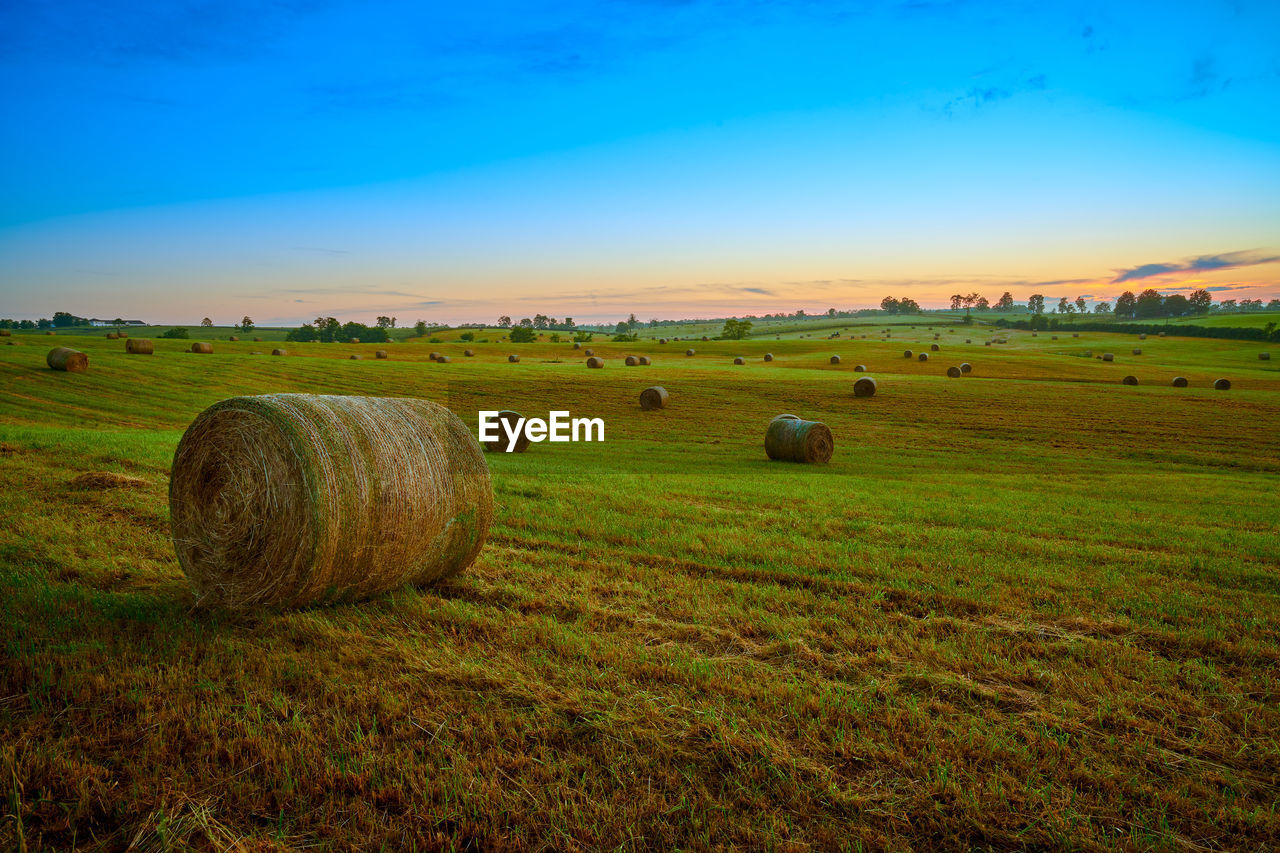 Round hay bails in a field at sunset.