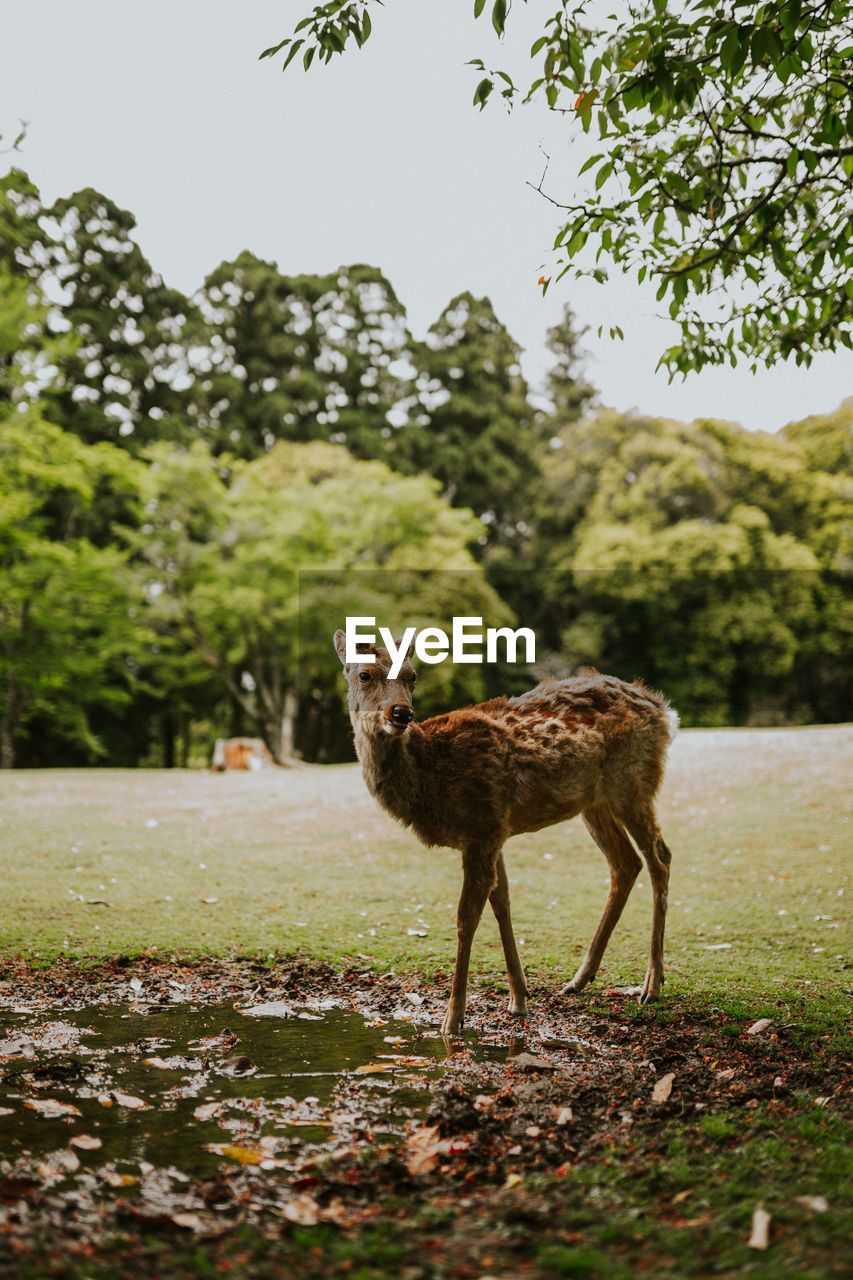 Deer standing on field