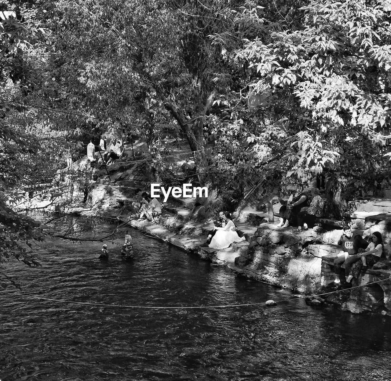 TREES GROWING BY LAKE