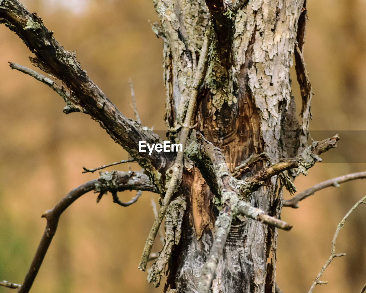 CLOSE-UP OF DEAD TREE BRANCH