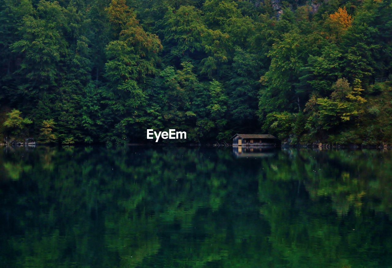 Scenic view of lake in forest