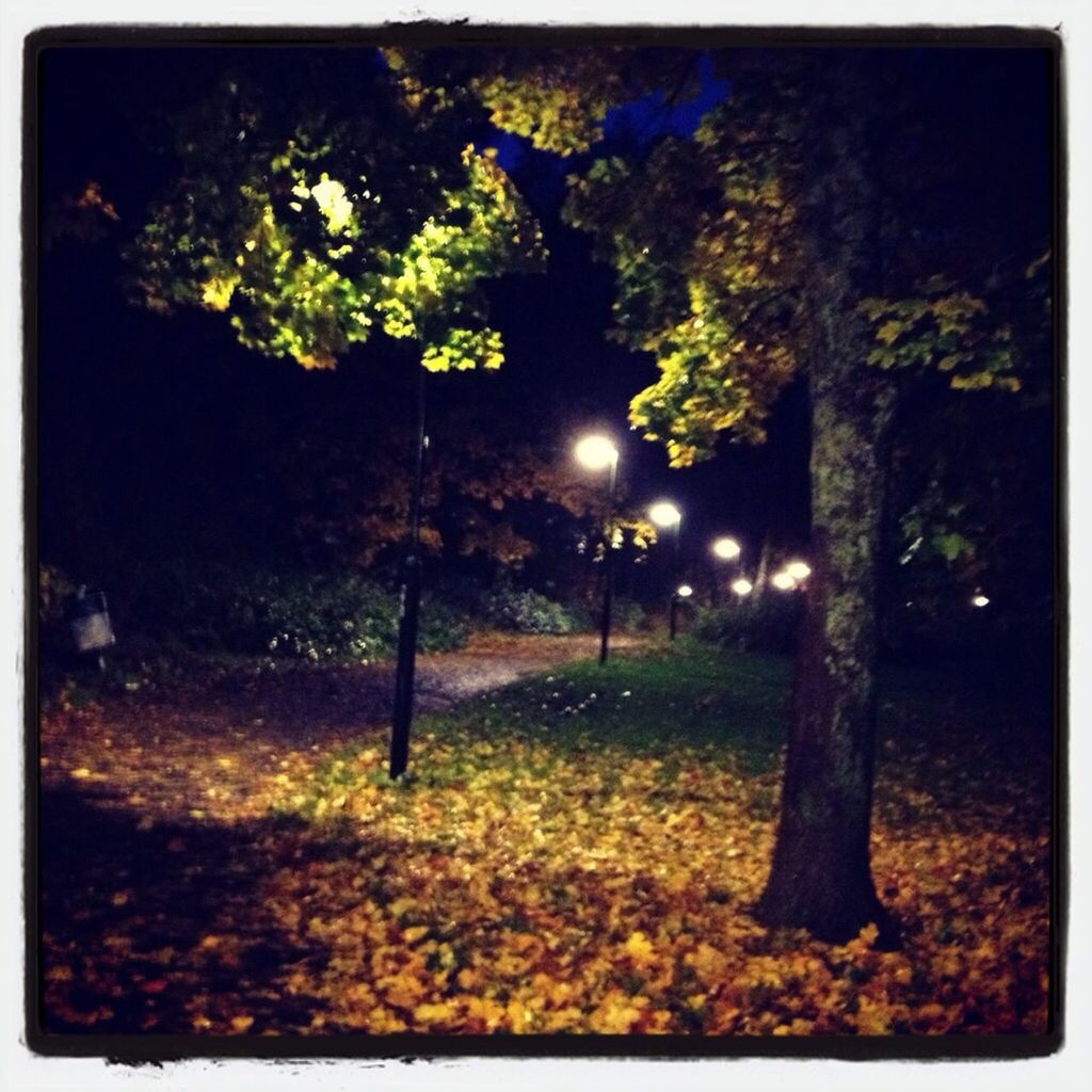 TREES IN PARK AT NIGHT