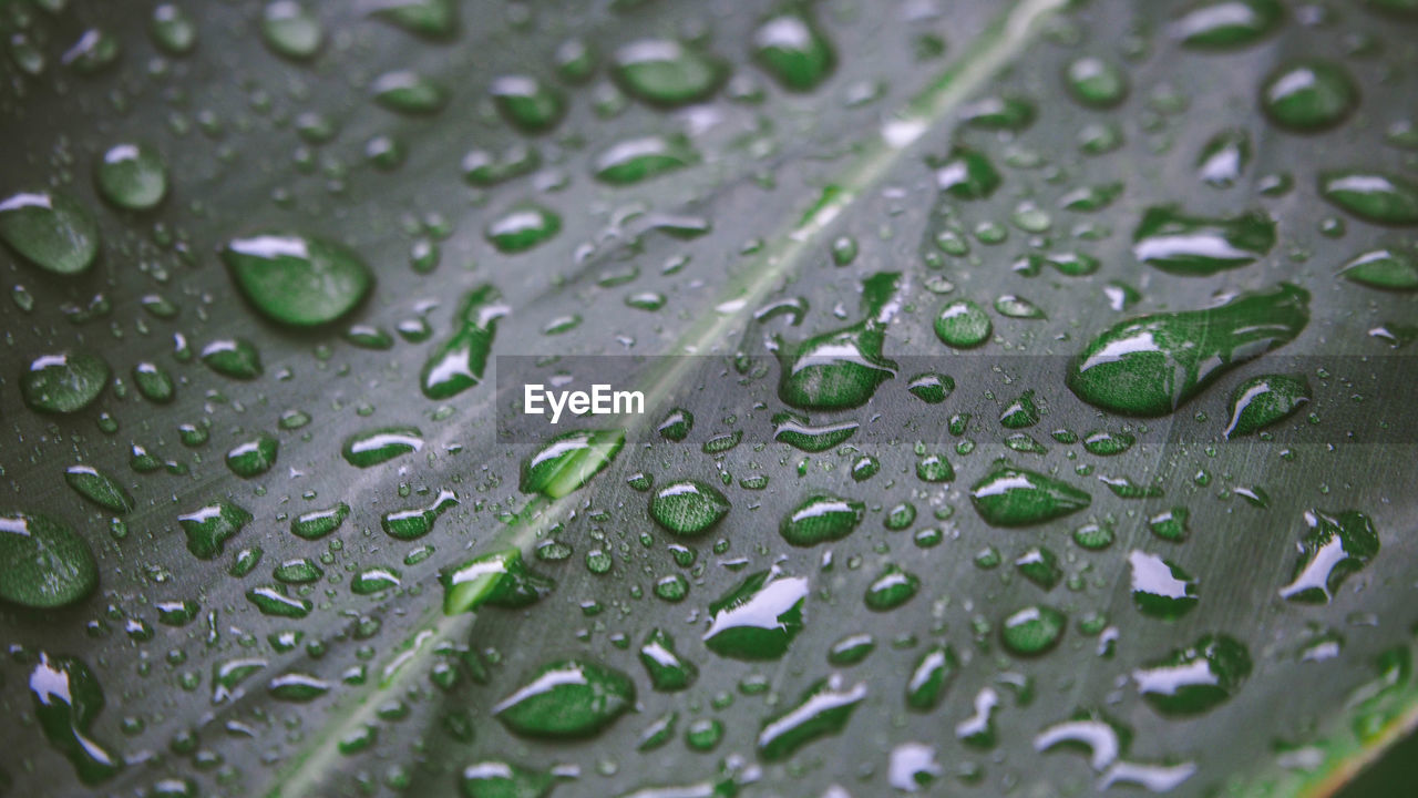 drop, water, wet, rain, close-up, leaf, nature, no people, raindrop, dew, green, macro photography, backgrounds, full frame, freshness, plant part, plant, selective focus, moisture, outdoors, rainy season, beauty in nature, day, growth, petal, flower, purity, pattern, monsoon, fragility