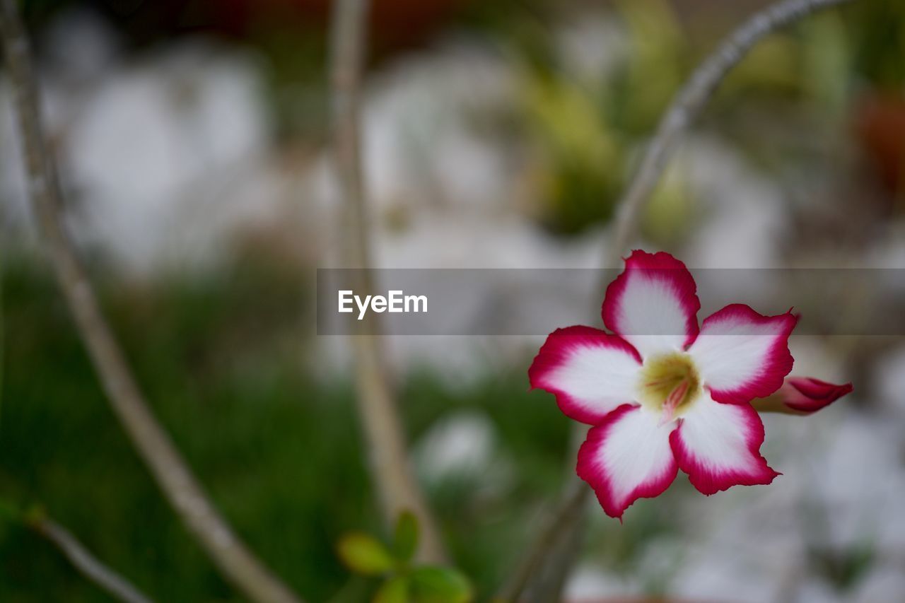 Close-up of red flower blooming outdoors