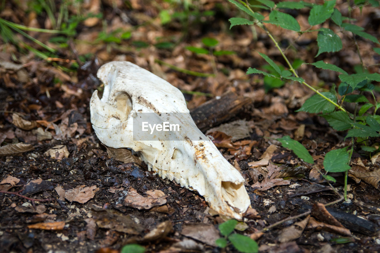 HIGH ANGLE VIEW OF ANIMAL SKULL ON THE FIELD