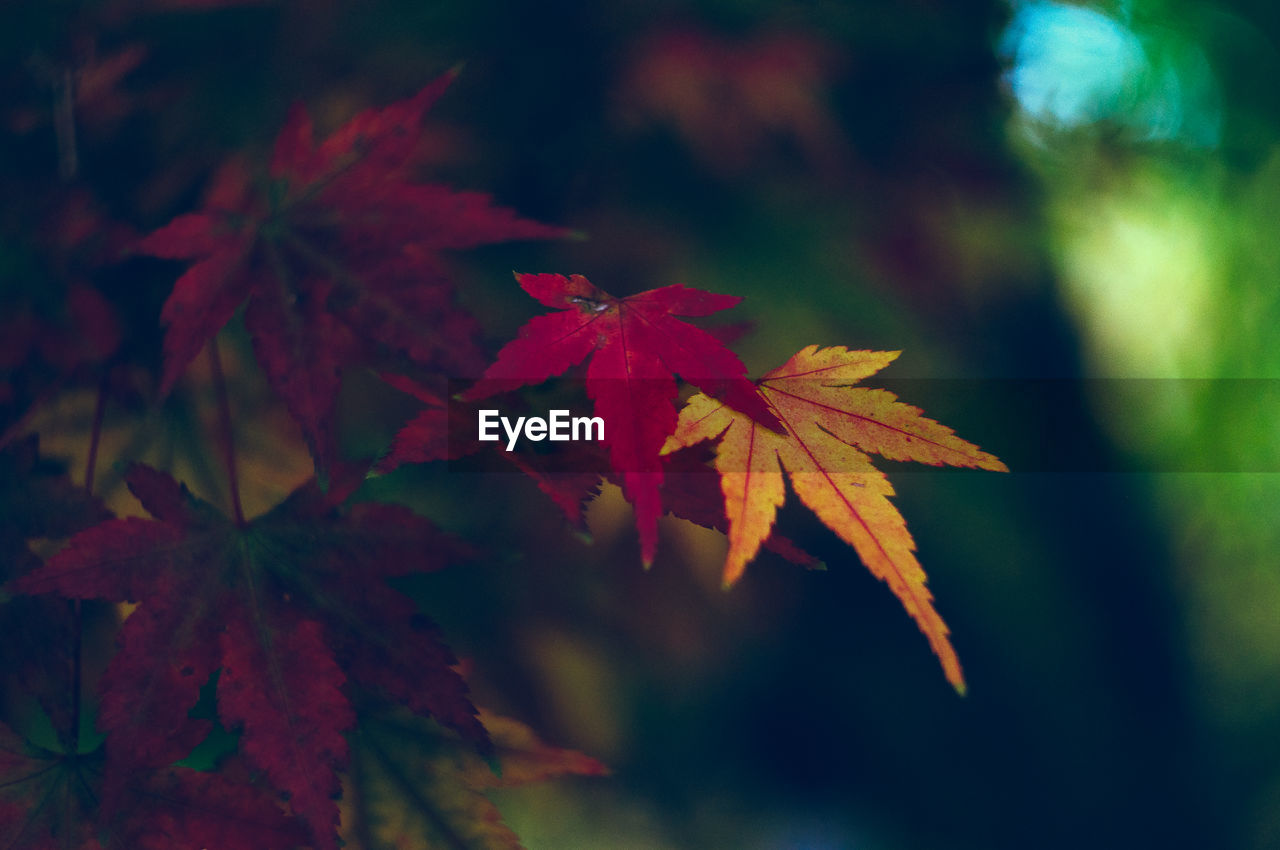 Close-up of maple tree during autumn