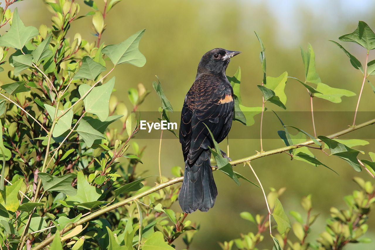 BIRD PERCHING ON A PLANT