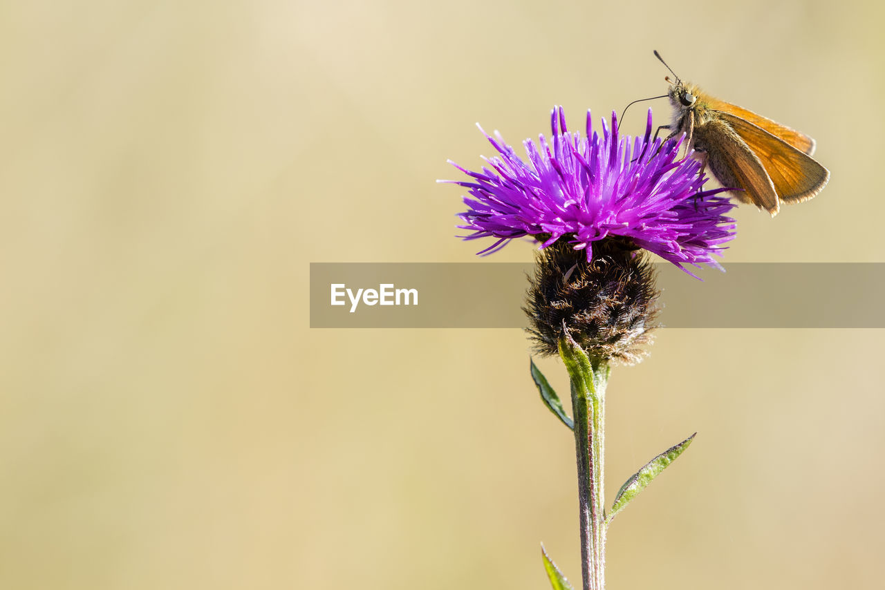 CLOSE-UP OF BUTTERFLY POLLINATING ON PURPLE FLOWERING PLANT