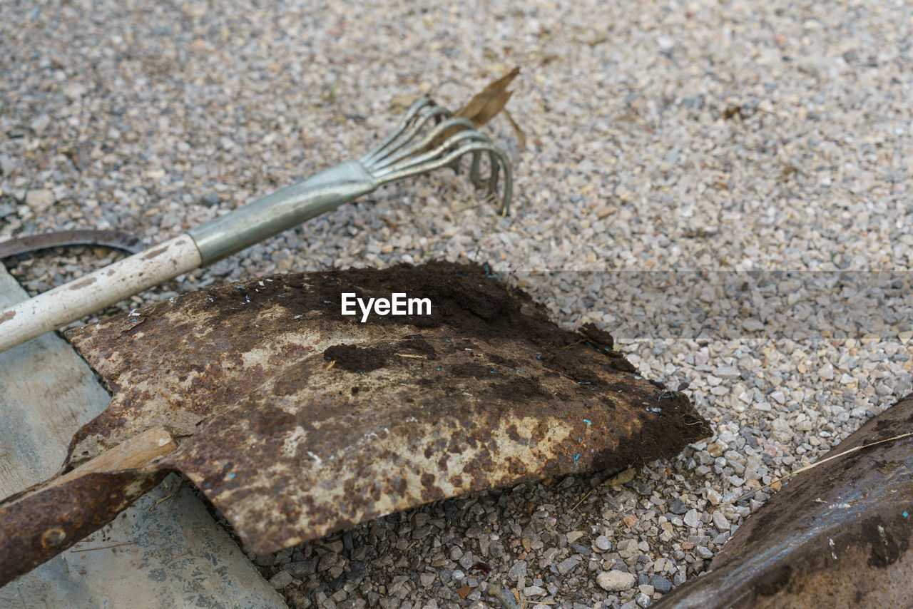 HIGH ANGLE VIEW OF A LIZARD