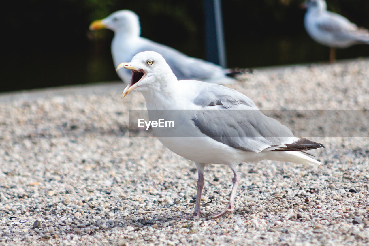 Seagull perching on a land