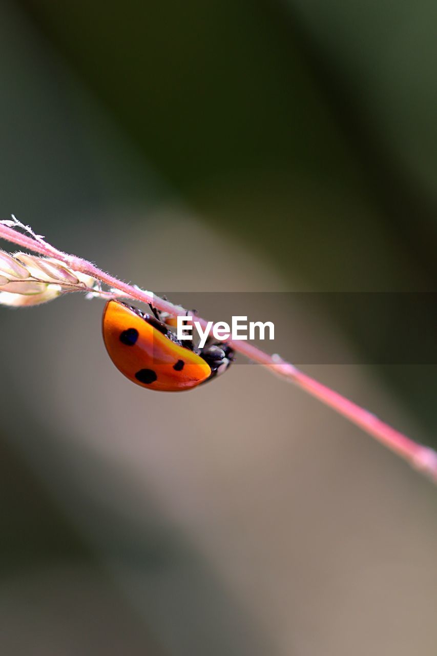 CLOSE-UP OF LADYBUG ON GREEN PLANT